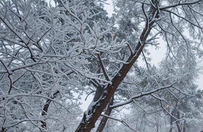 降雪刷爆朋友圈冬天的雾凇雪景比北方更有韵味PG麻将胡了免费试玩模拟器天柱山元旦首场(图6)